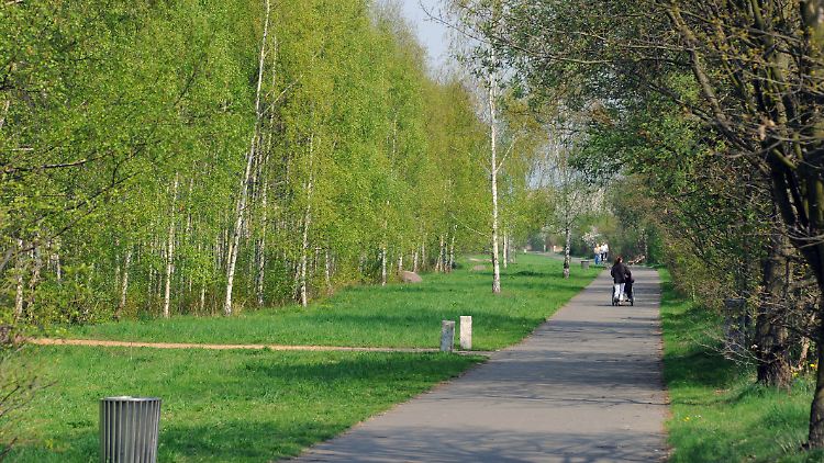 Luftverschmutzung macht Birkenpollen allergener.