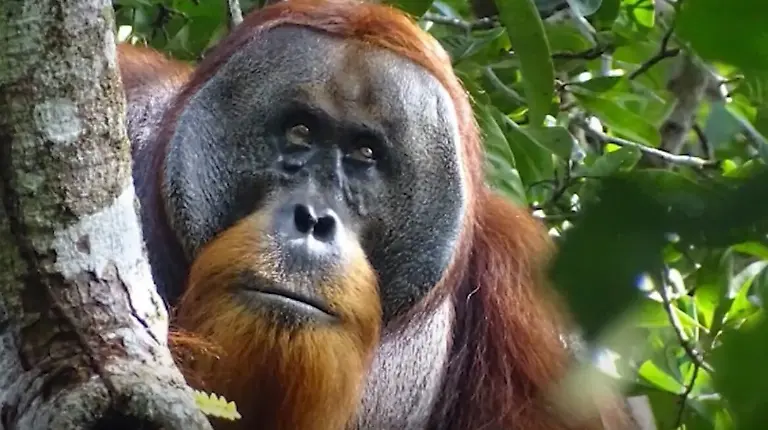 Orang-Utan