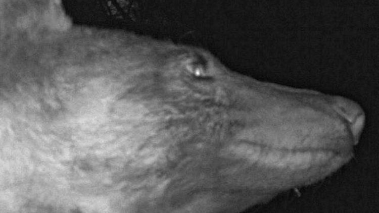 Den überraschenden Social-Media-Erfolg nutzen die Wildtierökologen für einen Einblick in ihre Arbeit.