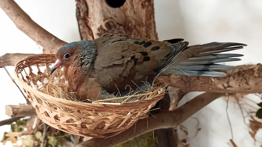 Eine-Socorrotaube-in-ihrem-Nest