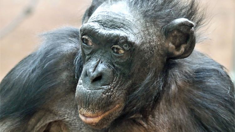 Der Tod des Bonobo-Weibchens werde eine Lücke hinterlassen, sagte Zoodirektorin Christina Geiger.