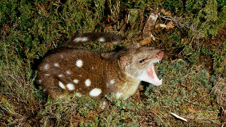 Sein unbändiger Paarungsdrang wird dem männlichen Beutelmarder zum Verhängnis. 