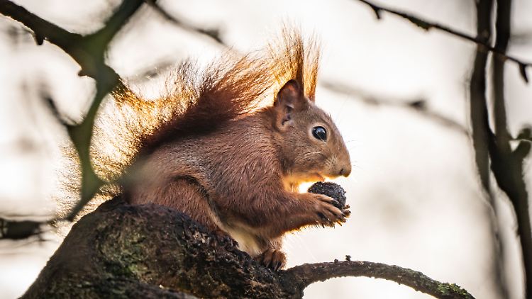 Das Eichhörnchen (nicht im Bild) erlitt einen massiven Stromschlag und starb.