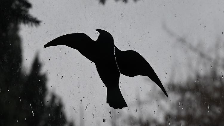 Mit solchen oder ähnlichen Aufklebern sollen Vögel vor Kollisionen geschützt werden.