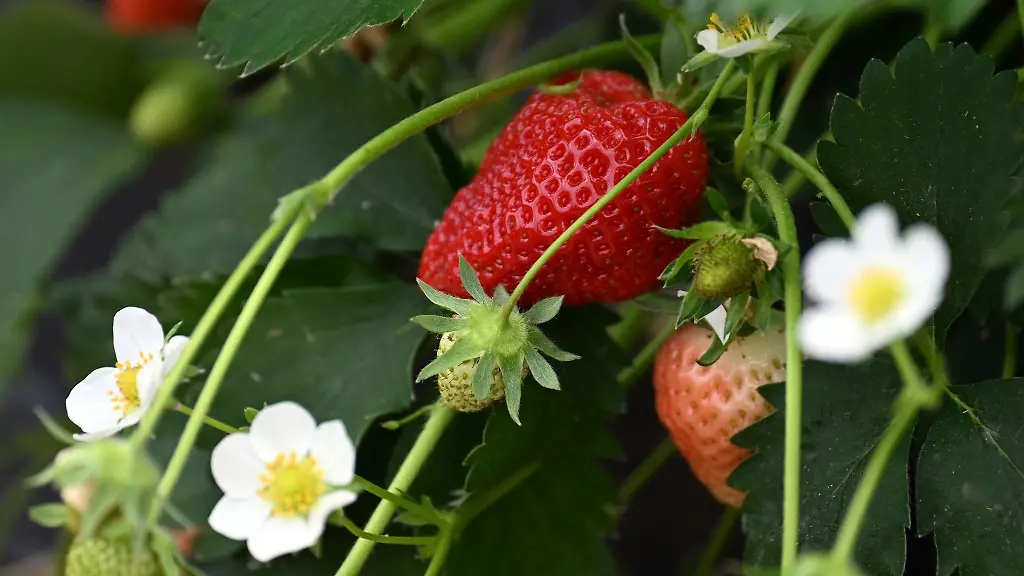 Reife-Erdbeeren-haengen-in-einem-Folientunnel-an-den-Erdbeerpflanzen
