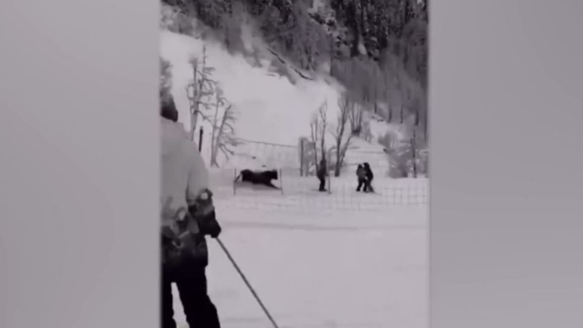stier.JPG