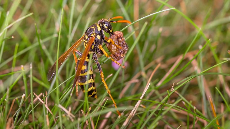 Es brauche mehr Schutzgebiete, die den Anforderungen der Insekten gerecht werden, heißt es in der Studie.