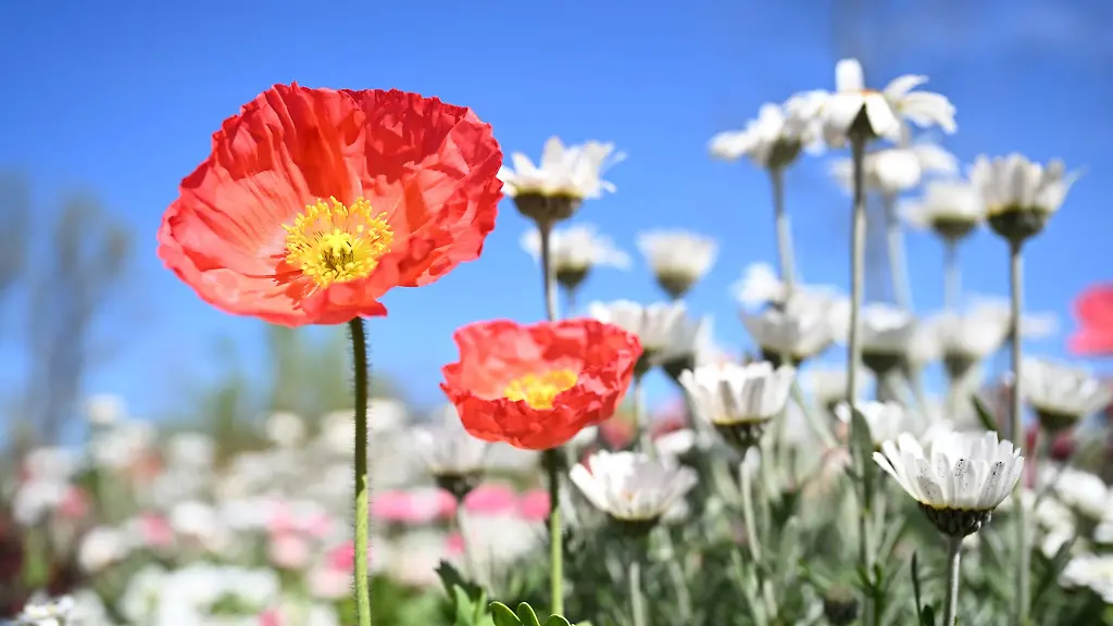 Blumen-bluehen-auf-der-noch-nicht-eroeffneten-Landesgartenschau