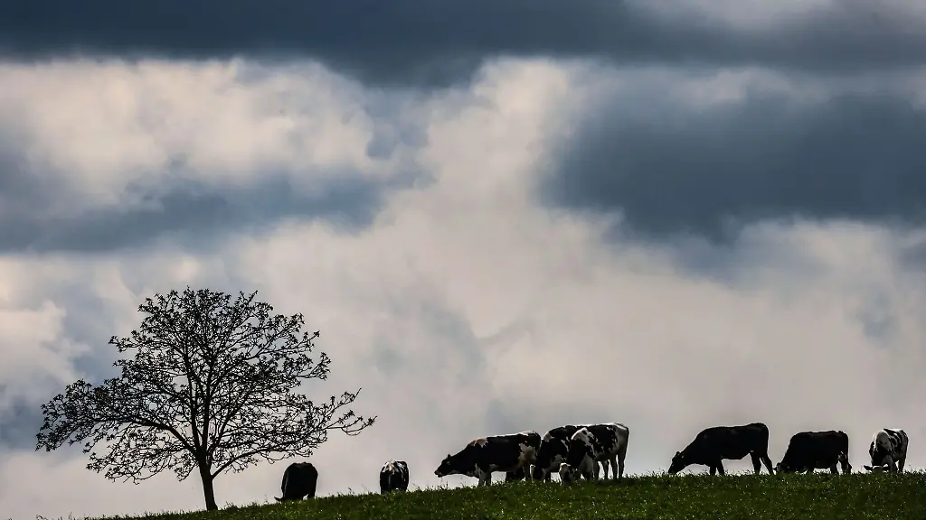 Kuehe-grasen-auf-einem-Feld