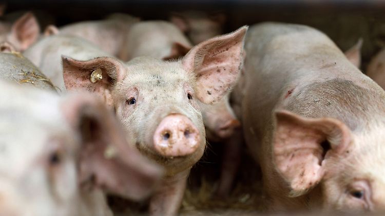 Die Zahl in Deutschland getöteter Schweine ging gegenüber 2021 um mehr als neun Prozent zurück.
