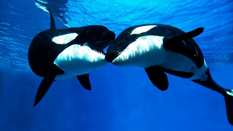 Auch erwachsene Orca-Söhne bleiben im Hotel Mama.