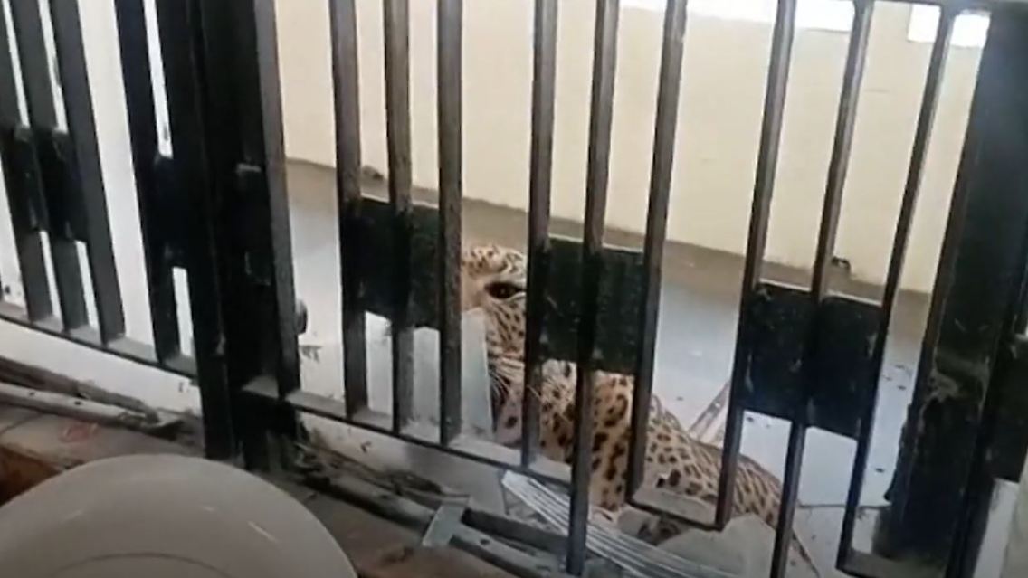 LeopardGericht.JPG