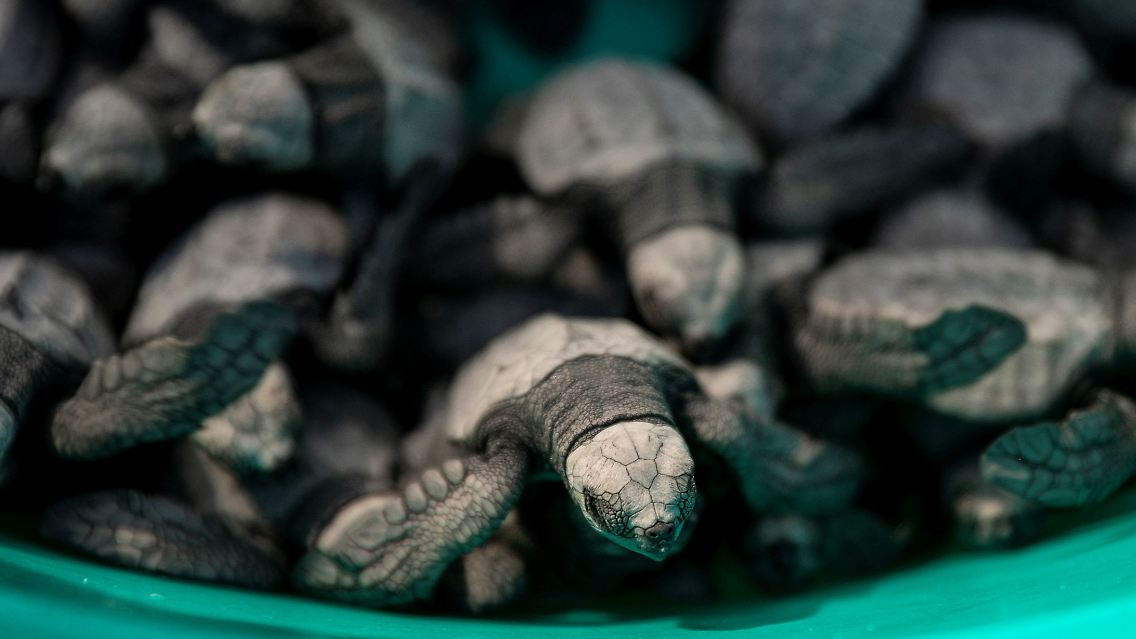 Touristen strömen in Scharen zu dem Spektakel der blau-grauen Jungtiere, die wie wild den abfallenden Strand hinunterhuschen, um das Wasser zu erreichen, nachdem sie freigelassen wurden.