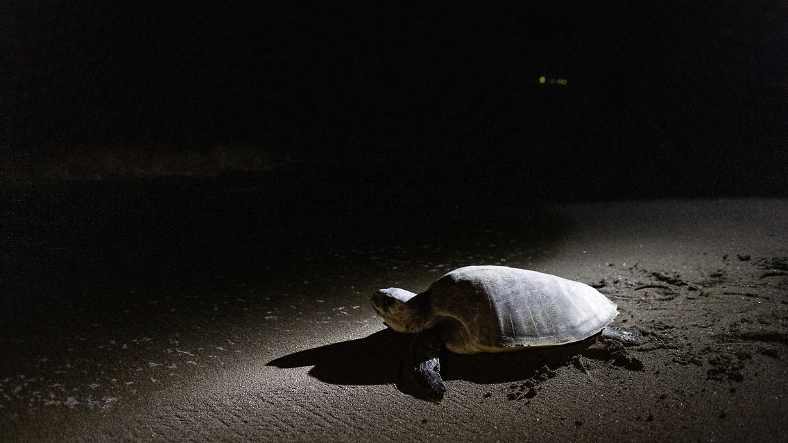 2023-02-06T231232Z_279605581_RC23PY93WW59_RTRMADP_3_PHILIPPINES-ENVIRONMENT-TURTLES.JPG