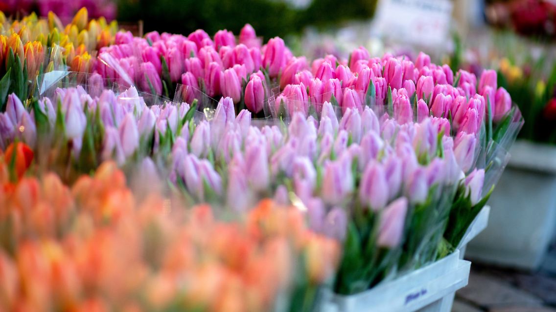 Im vergangenen Jahr haben die Deutschen um den 14. Februar durchschnittlich doppelt so viel Geld für Schnittblumen ausgegeben wie in einer normalen Woche.