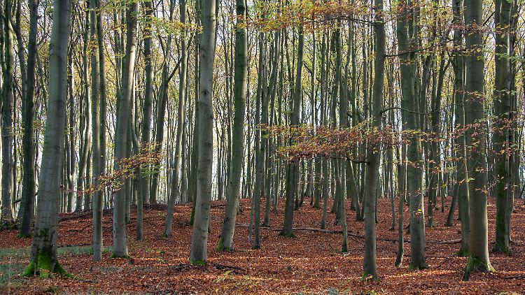 Können Bäume einander über das Wood Wide Web helfen?