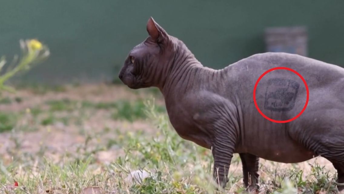 TattooCat.jpg