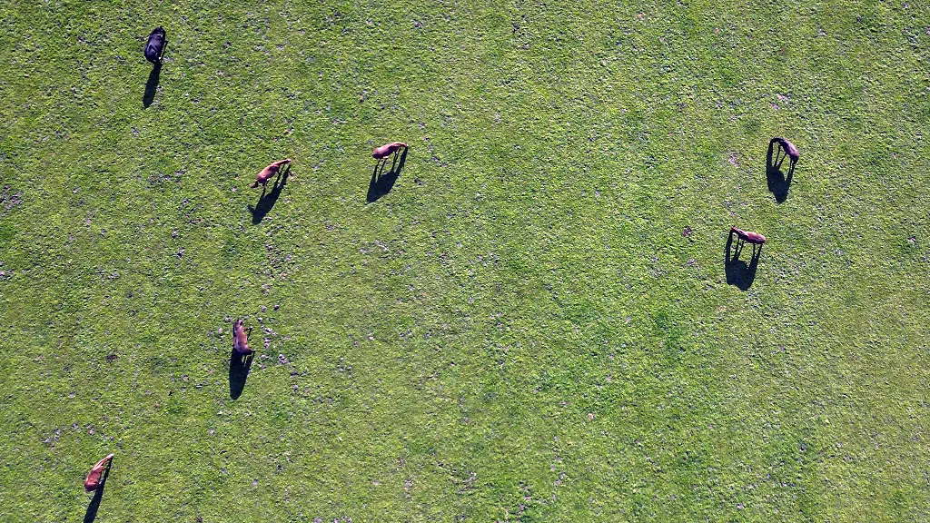 Pferde-stehen-auf-ihrer-Weide-und-werfen-einen-Schatten