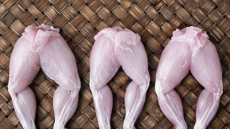 In freier Wildbahn gefangen: Wegen des Exports von Froschschenkeln hat der Bestand an Tieren in einigen Ländern bereits deutlich abgenommen.