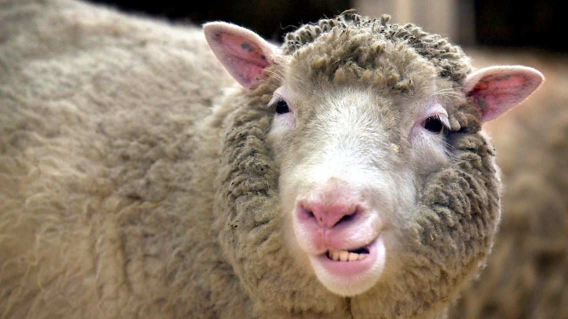 Genau 20 Jahre ist es nun her, dass Klonschaf Dolly im Alter von sechs Jahren ...