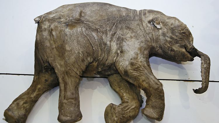 Kadaver des Mammutbabys Lyuba, das in Nordrussland entdeckt wurde. Das geologische Alter des Fundes beträgt 37.000 Jahre.