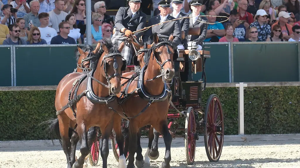 Hengste-werden-im-Landgestuet-Moritzburg-praesentiert