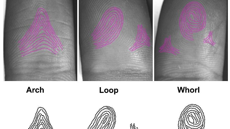 Bogen (Arch), Schleife (Loop), Wirbel (Whorl): die gängigsten Arten menschlicher Fingerabdrücke.