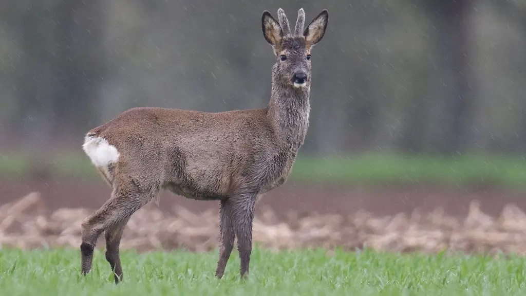 Im-stroemenden-Regen-laeuft-ein-Rehbock-ueber-einen-Acker