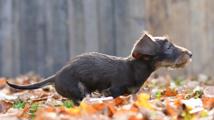 Es ist wie immer: Der Hund kann nix dafür, Herrchen ist schuld.