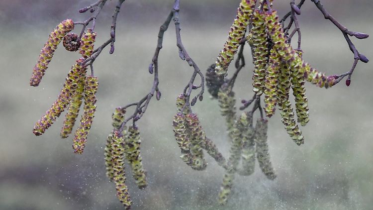 Pollen löst sich aus reifen Blütenkätzchen einer Schwarz-Erle.
