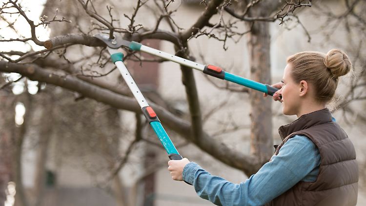 Im Februar sollten Äste und Triebe zurückgeschnitten werden.