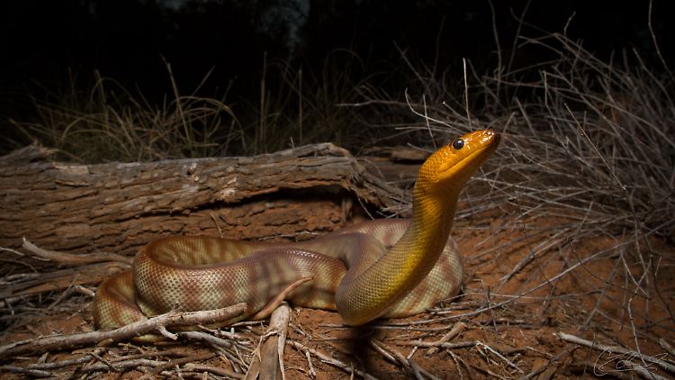 Die Woma-Python kann bis zu drei Meter lang werden.