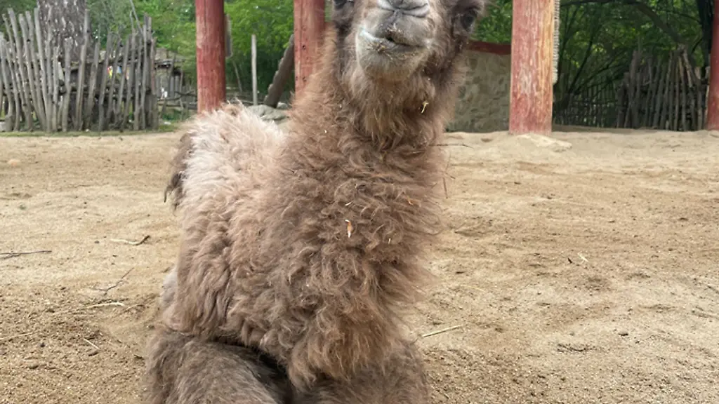 Im-Tierpark-Goerlitz-Zgorzelec-ist-ein-kleines-Trampeltier-zur-Welt-gekommen