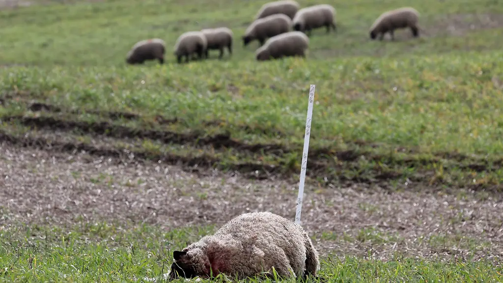 Ein-totes-Schaf-der-Herde-von-Schaefer-Ingo-Stoll-liegt-auf-der-Wiese-andere-Tiere-grasen-im-Hintergrund