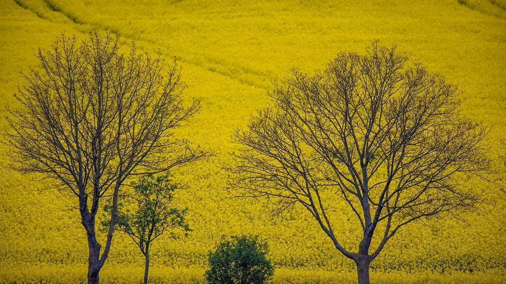 Zwei-Alleebaeume-stehen-vor-einem-bluehenden-Rapsfeld