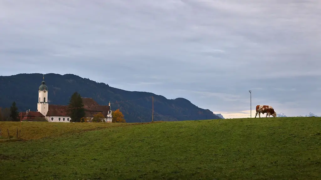 Eine-Kuh-weidet-am-fruehen-Morgen-vor-der-Wieskirche