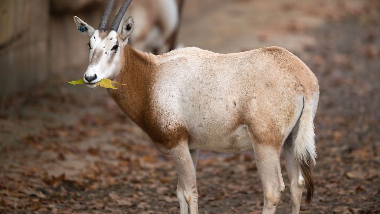 Eine Säbelantilope im Zoo Wilhelma in Stuttgart: Mehr als 80 Arten kommen laut britischen Forschern nur noch in Zoos, Aquarien, botanischen Gärten oder Saatgutbanken vor.