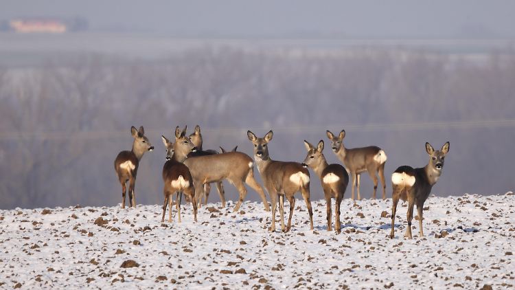 Rehe haben ein gutes Image. 