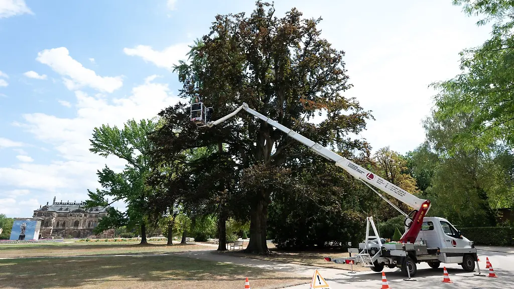 Baumpfleger-stehen-auf-einer-Hebebuehne-und-entnehmen-Proben-an-einer-Blutbuche