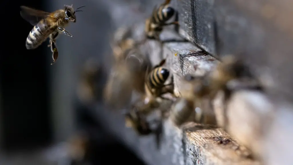 Honigbienen-fliegen-in-der-Innenstadt-einen-Bienenstock-an