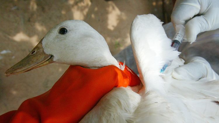 Die Vogelgrippe ist eine Infektionskrankheit, die vor allem bei Wasservögeln und anderen Vögeln vorkommt.