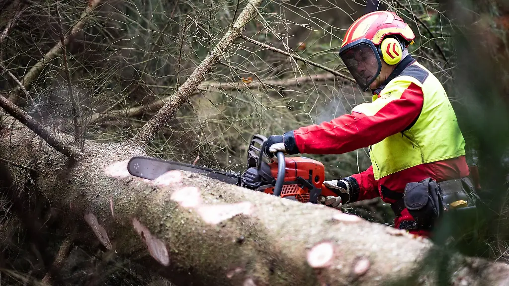 Ein-Waldarbeiter-saegt-den-Baumstamm-einer-Rotfichte-durch