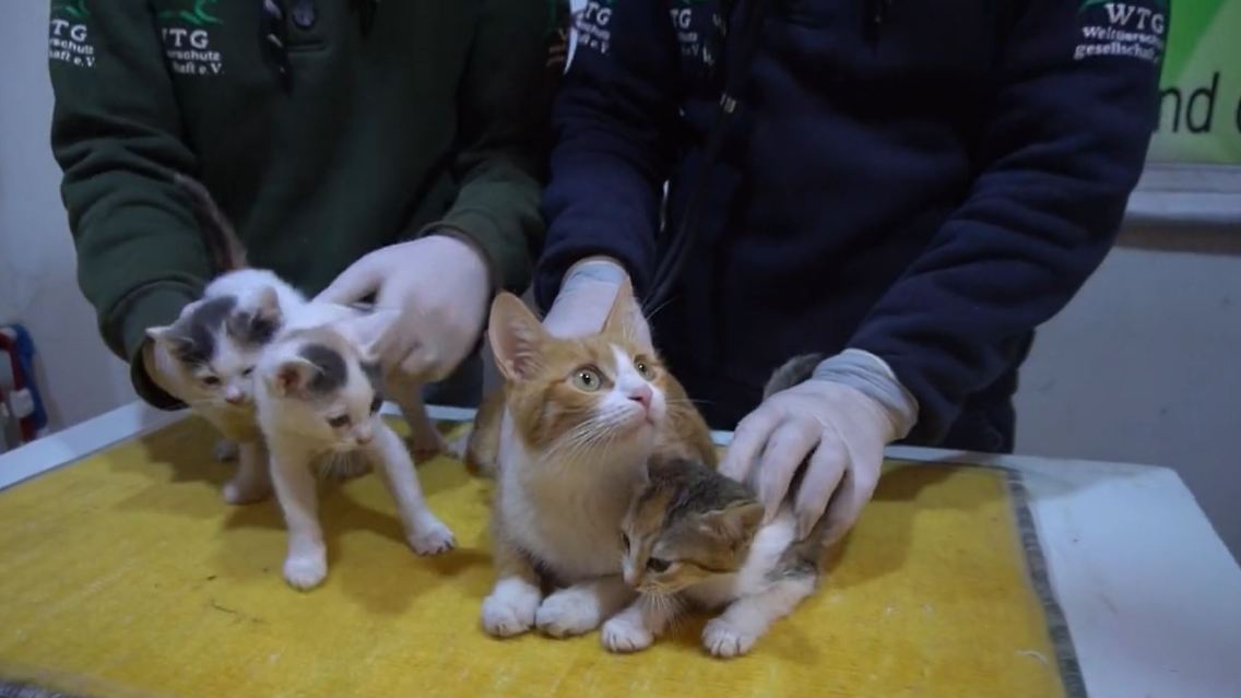 tiere-syrien.JPG