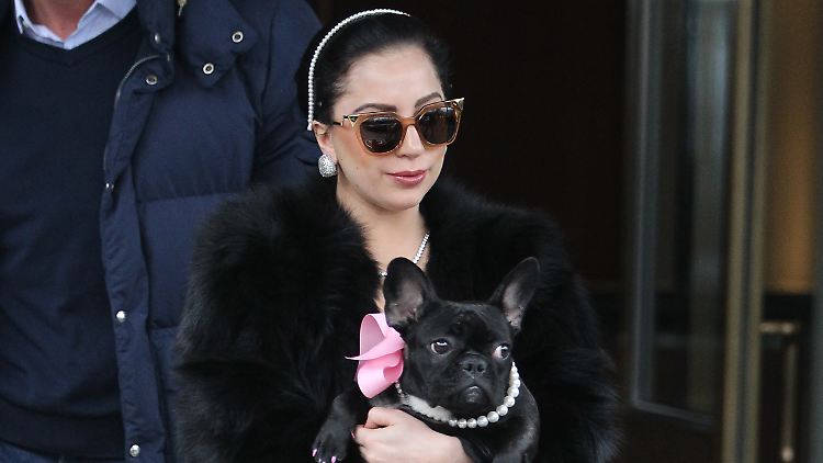 Den Hunden von Lady Gaga geht es gut.