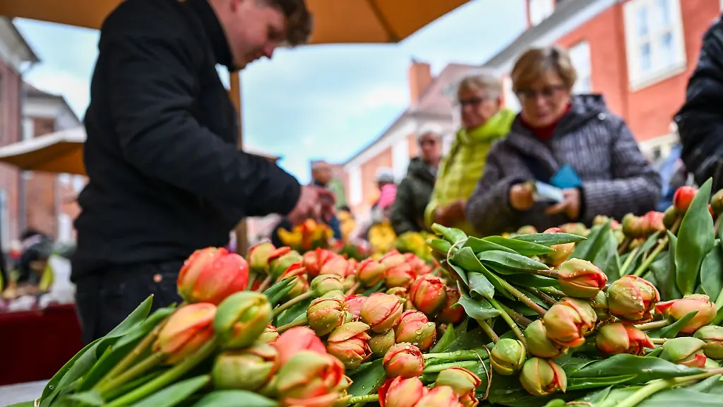 Bunte-Tulpenstraeusse-werden-auf-dem-Tulpenfest-im-Hollaendischen-Viertel-verkauft