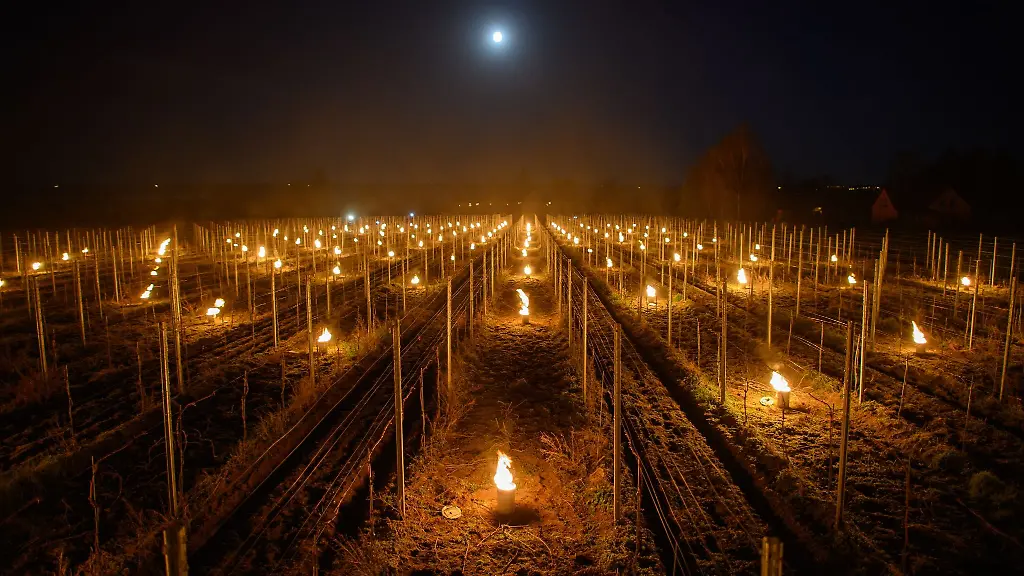 Zahlreiche-kleine-kontrollierte-Feuer-gegen-den-Frost-brennen-in-einem-Weinberg