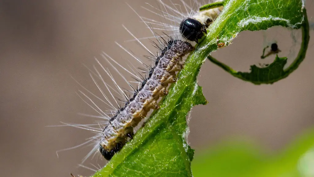 Eichenprozessionsspinner-fressen-das-Blatt-einer-am-Strassenrand-wachsenden-Eiche