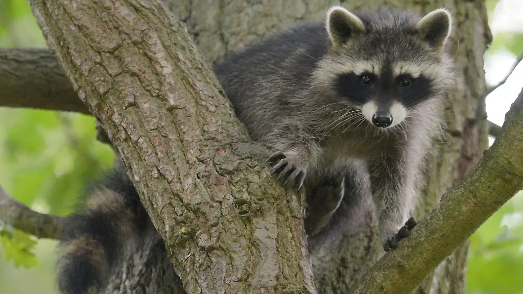 Ein-Waschbaer-Junges-sitzt-im-Wildtierpark-Edersee-in-einem-Baum