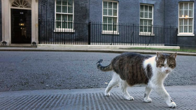 Kater Larry ist die wohl berühmteste Katze Großbritanniens.