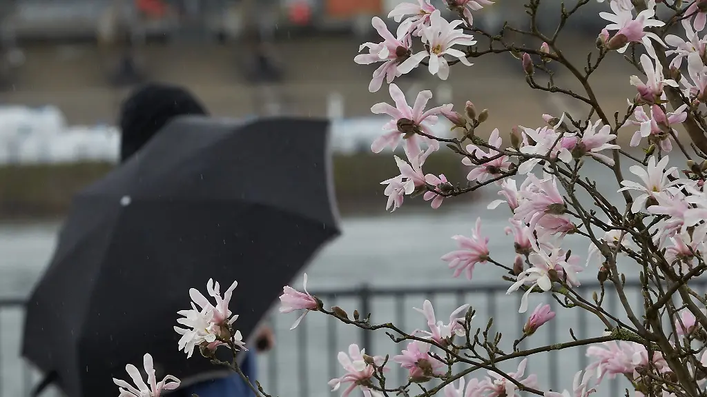 Ein-Passant-mit-Regenschirm-geht-am-Moselufer-an-einem-bluehenden-Baum-vorbei